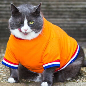 「豚みたい」は褒め言葉！？動物の体脂肪率ランキング